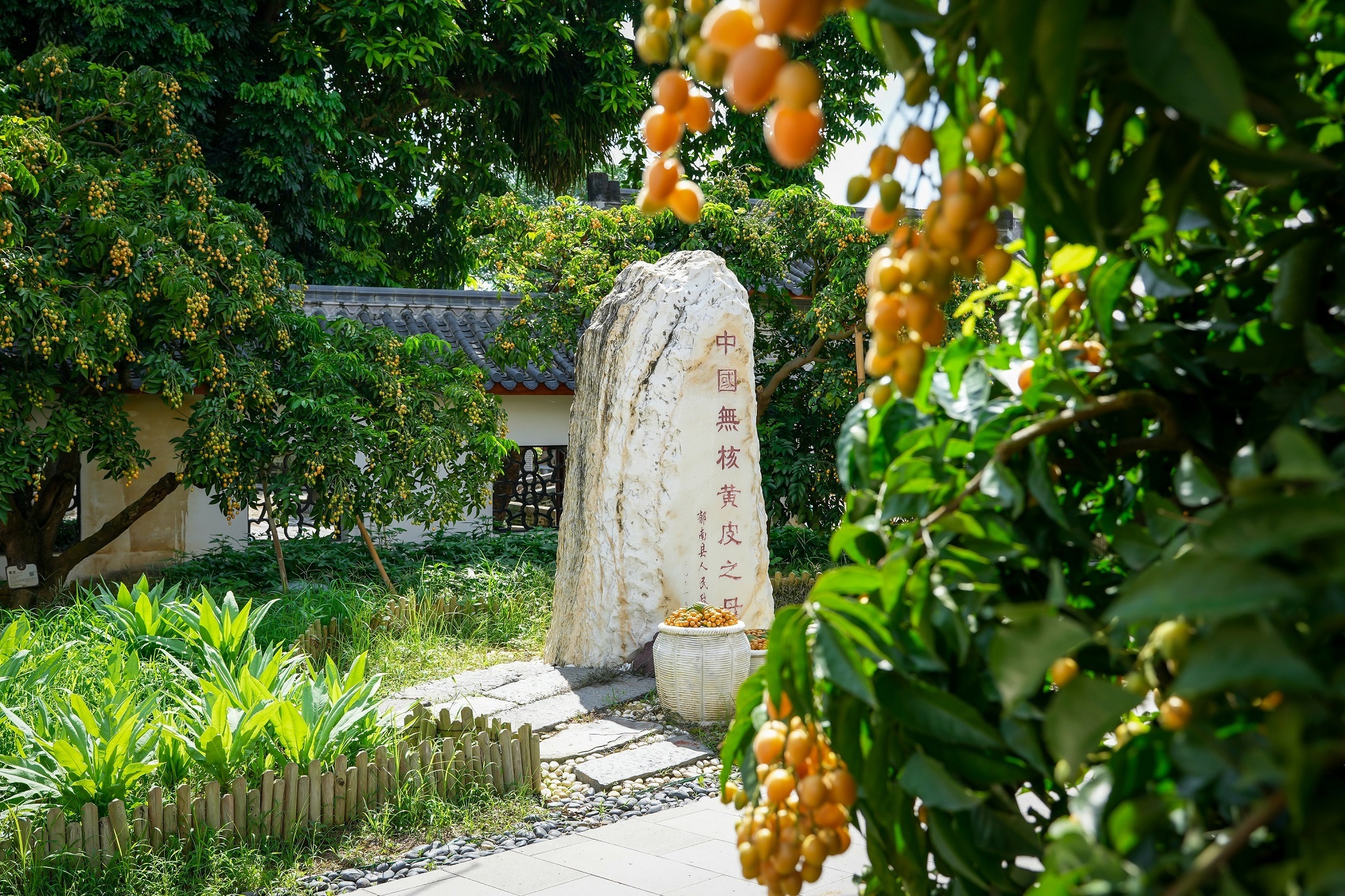 干園無核黃皮母樹。攝影：何鑒清 (1).jpg